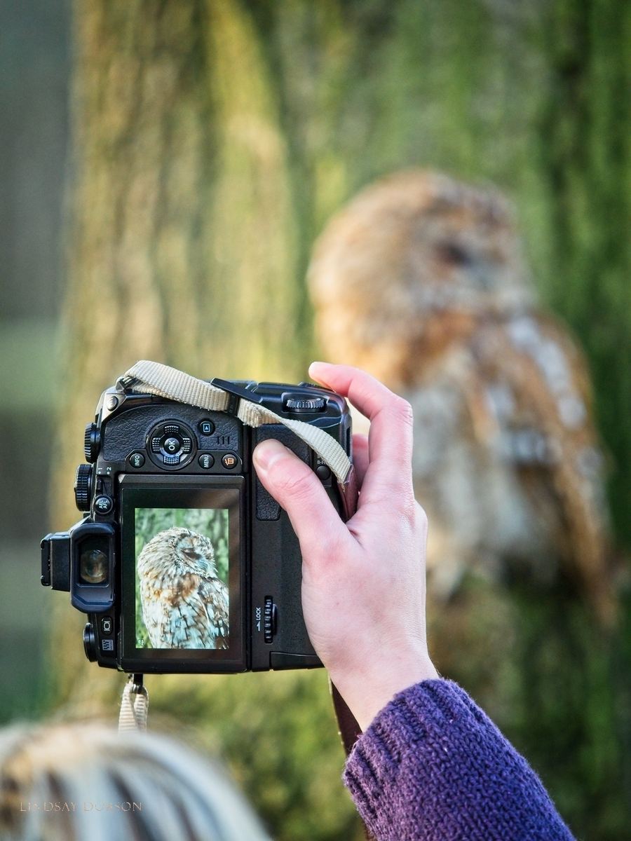 Olympus M Zuiko 40-150 f2.8 Pro Lens for Wildlife Photography